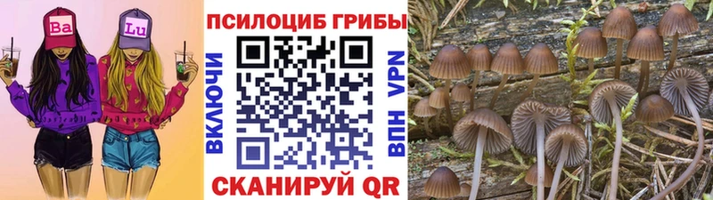 Купить закладки  Заринск  Псилоцибиновые грибы прущие грибы 